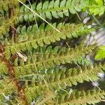 Polystichum setiferum Blad