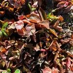 Ludwigia palustris Leaf