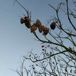 Koelreuteria paniculata Fruit