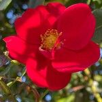 Rosa pendulina Flor
