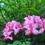 Rhododendron periclymenoides 花