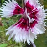 Dianthus chinensis Цвят