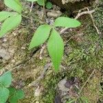 Anemone trifolia Levél