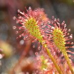 Drosera intermedia Lapas