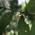 Hydnocarpus castaneus Blodyn
