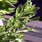 Euphorbia tithymaloides برگ