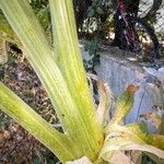 Cynara cardunculus Kéreg