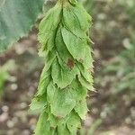 Carpinus cordata Fruto