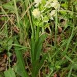 Dactylorhiza insularis Habit