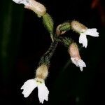 Cheirostylis montana Cvet