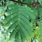 Calliandra houstoniana পাতা