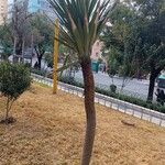 Agave sisalana অভ্যাস