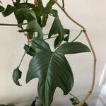 Philodendron panduriforme List