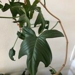 Philodendron panduriforme Лист