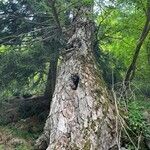 Larix gmelinii Cortiza