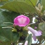 Delostoma integrifolium Cvet