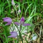 Cephalanthera rubraFlower