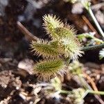 Torilis africana Fruto