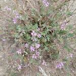 Erodium cicutarium Kvet