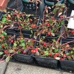 Cotoneaster integrifolius Blad