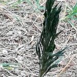 Conyza bonariensis Leaf