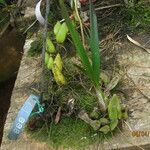 Bulbophyllum calyptratum Pokrój