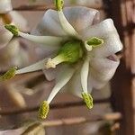Drimia altissima 花