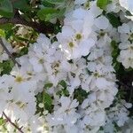 Exochorda racemosaFlower