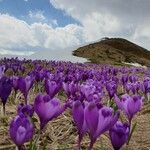 Crocus vernus Flower