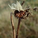 Helminthotheca echioides Fruit