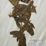 Dodecadenia grandiflora Diğer