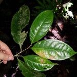 Sarcaulus brasiliensis Yaprak