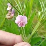 Lathyrus linifolius Flor