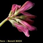 Hedysarum glomeratum Kukka