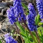Muscari botryoides Flor