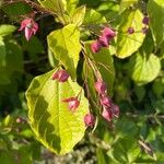 Clerodendrum trichotomumÇiçek