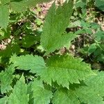 Actaea spicata Levél