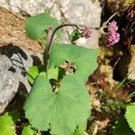 Adenostyles alpina Likasa