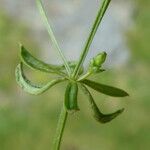 Galium palustre Bark