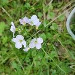 Cardamine pratensisKvet