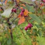 Malus hupehensis Плід