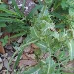 Sonchus asperLeaf