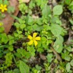 Oxalis dillenii Flower