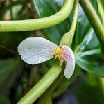 Begonia ampla Blomst