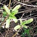 Sideritis hyssopifolia Leaf