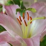 Lilium candidum Λουλούδι
