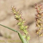 Cenchrus longispinus Other