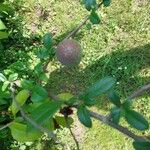 Chaenomeles japonica Fruit