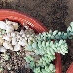 Sedum burrito Feuille