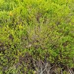 Empetrum nigrum Hoja
